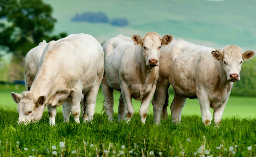 100% pasto, certificado biológico