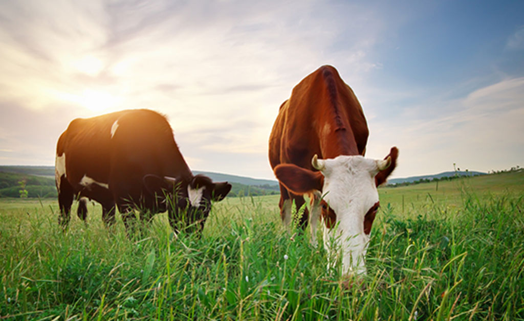 100% pasto, certificado biológico, vacas felizes