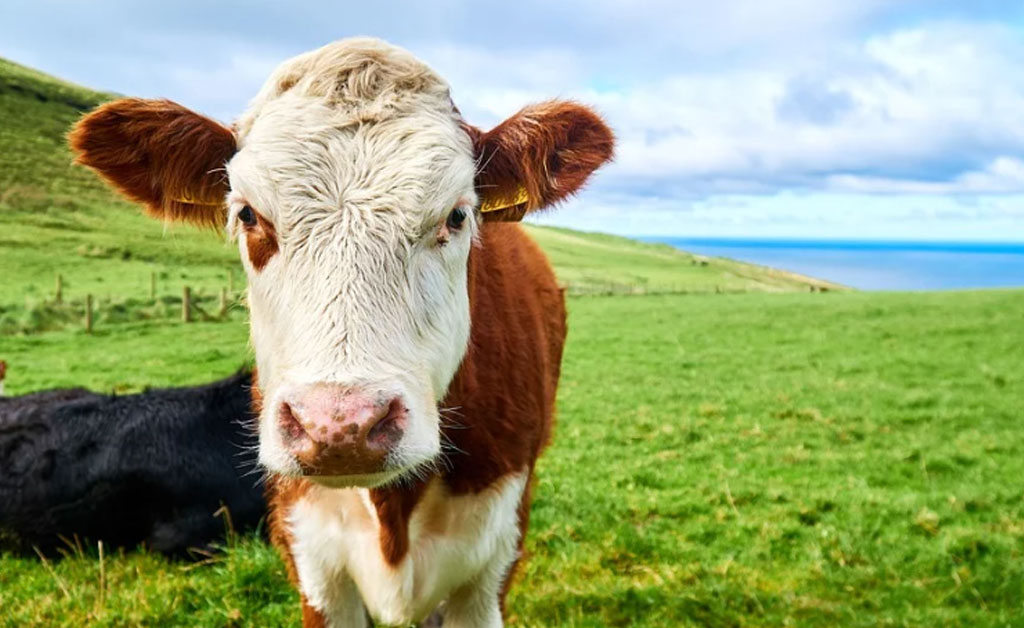 100% pasto, certificado biológico