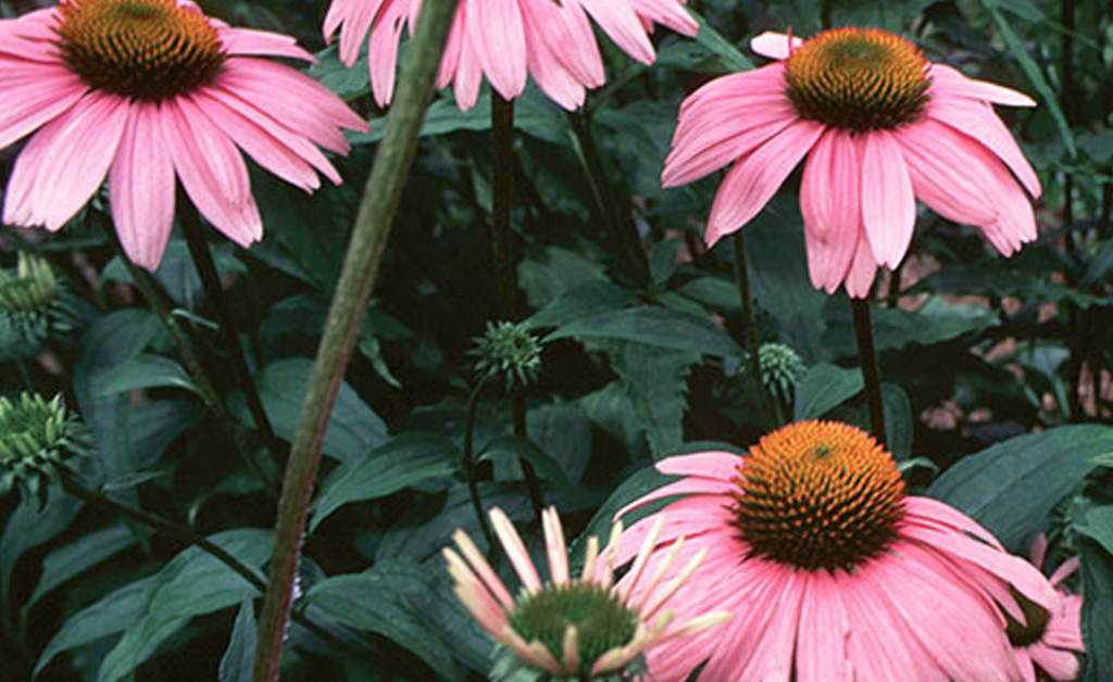 equinacea