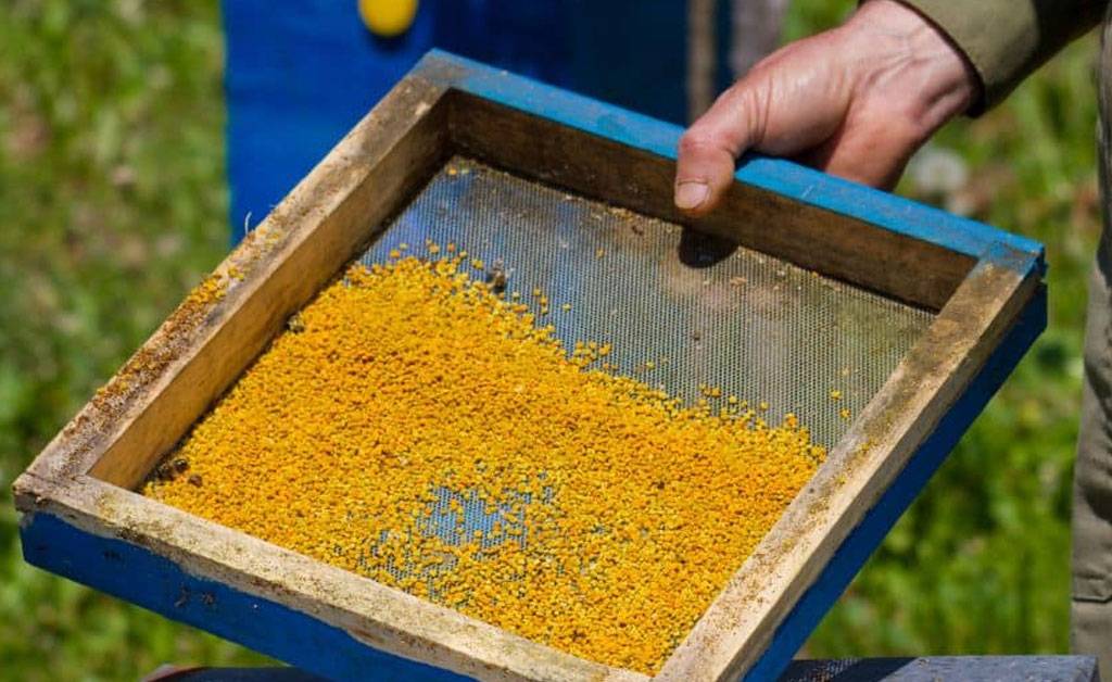 polen colhido na colmeia
