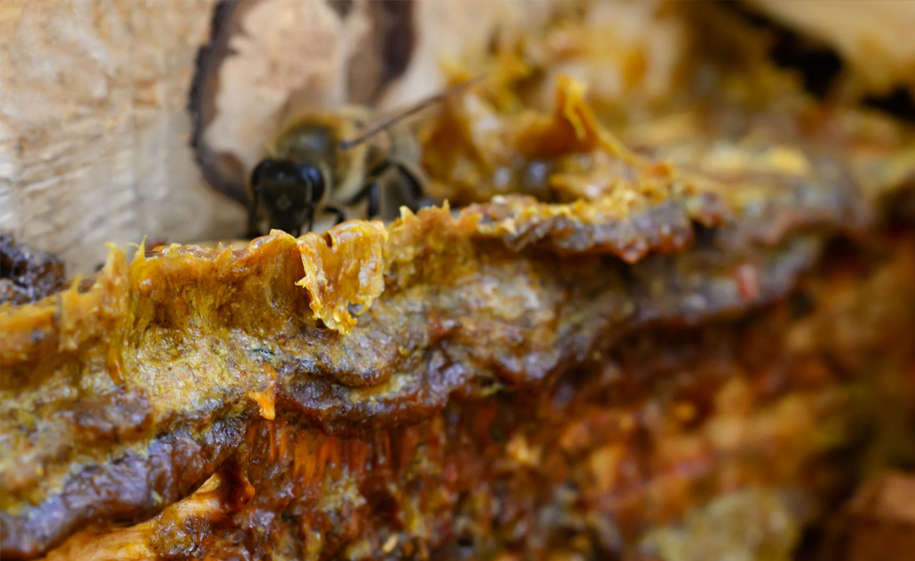 propolis natural