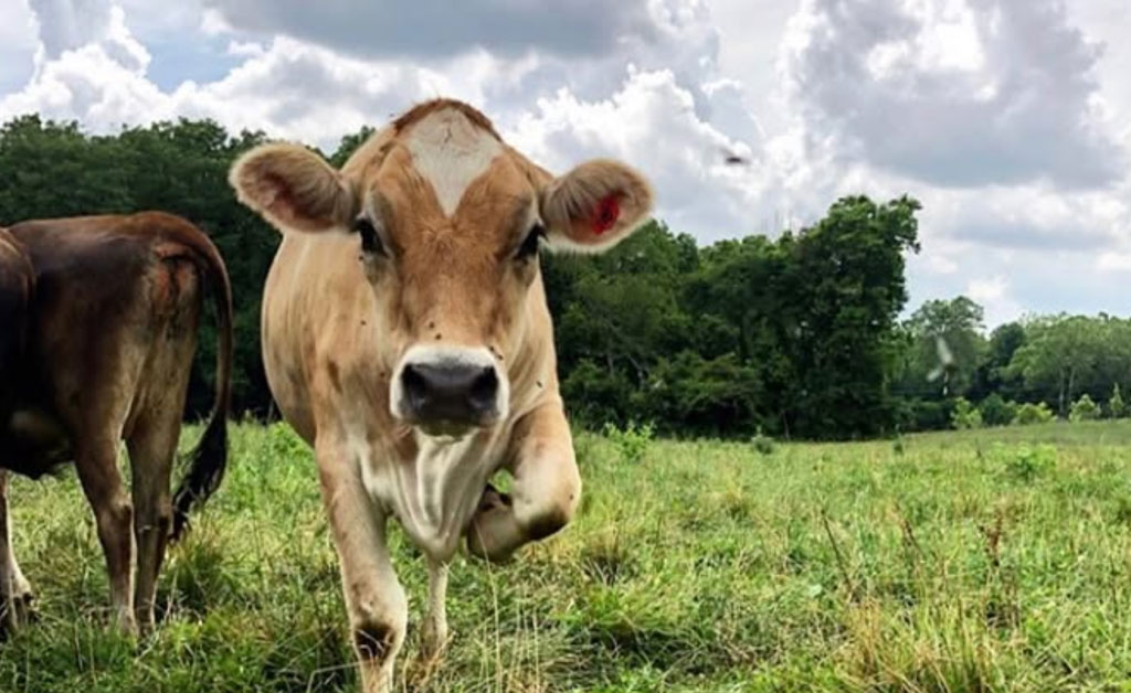 Bovinos em pasto como referência grass-fed